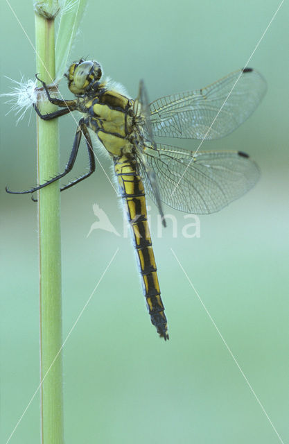 Gewone oeverlibel (Orthetrum cancellatum)