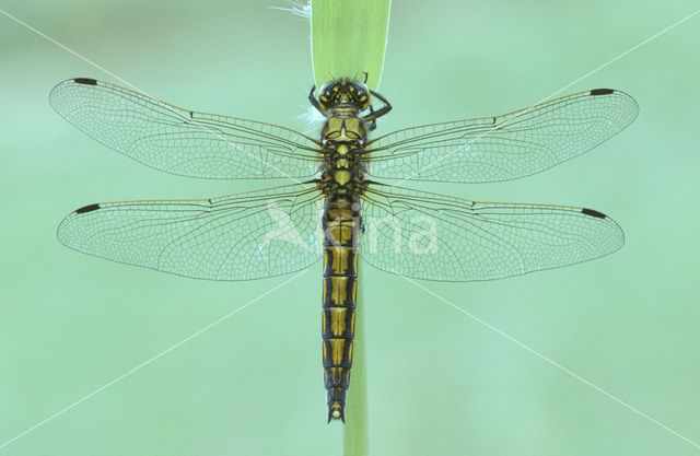 Gewone oeverlibel (Orthetrum cancellatum)