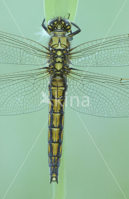 Gewone oeverlibel (Orthetrum cancellatum)