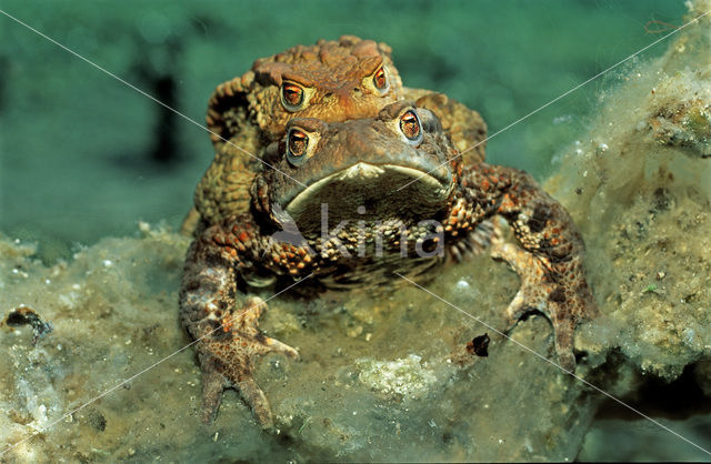 Gewone pad (Bufo bufo)