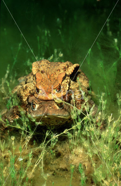 Gewone pad (Bufo bufo)