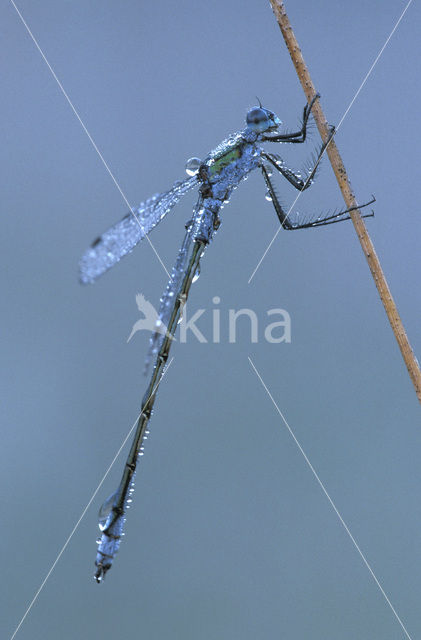 Gewone pantserjuffer (Lestes sponsa)