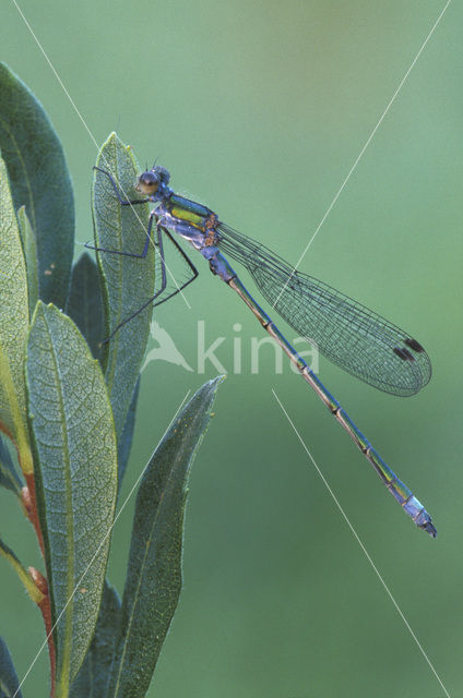 Gewone pantserjuffer (Lestes sponsa)