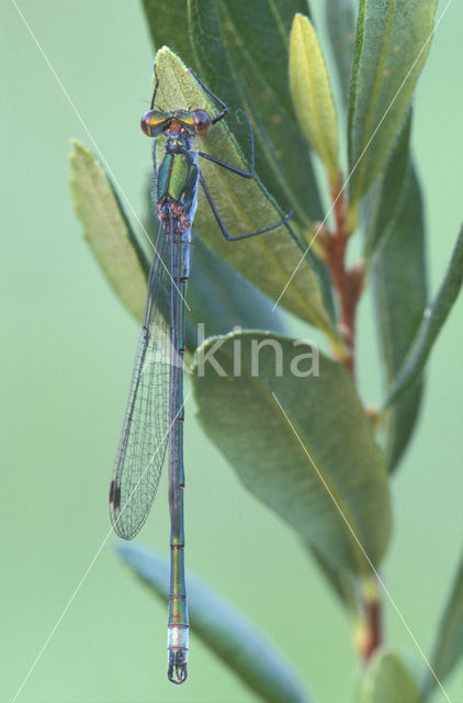 Gewone pantserjuffer (Lestes sponsa)