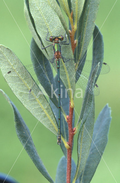 Gewone pantserjuffer (Lestes sponsa)