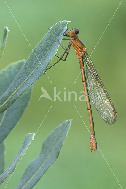 Gewone pantserjuffer (Lestes sponsa)