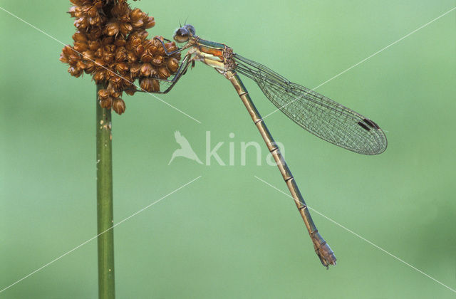 Gewone pantserjuffer (Lestes sponsa)