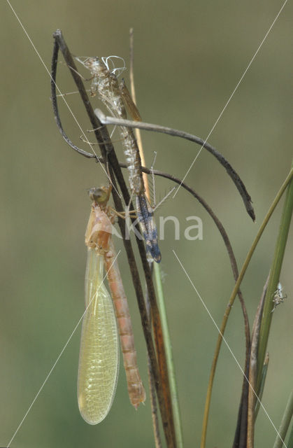 Gewone pantserjuffer (Lestes sponsa)