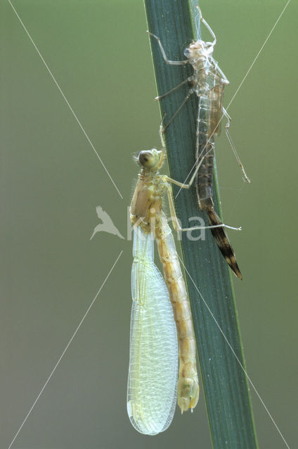 Gewone pantserjuffer (Lestes sponsa)