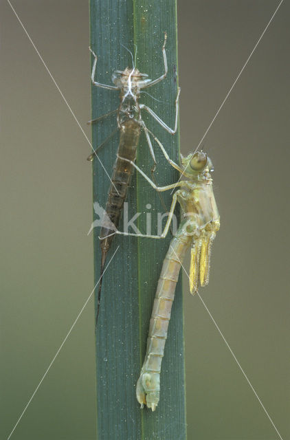 Gewone pantserjuffer (Lestes sponsa)