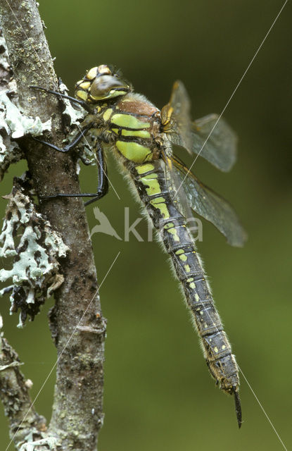 Glassnijder (Brachytron pratense)