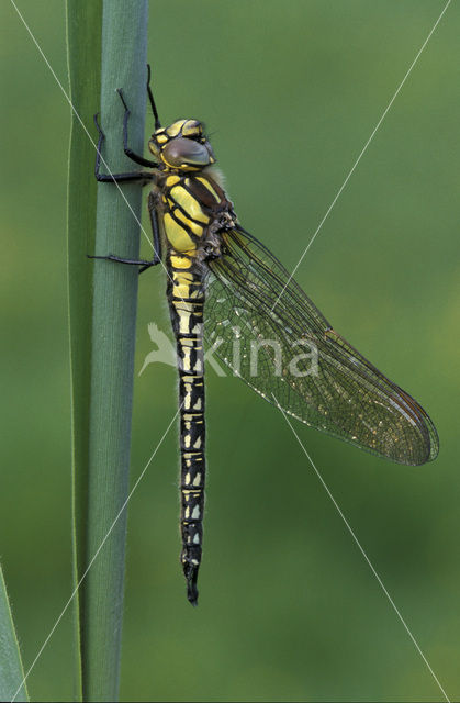 Glassnijder (Brachytron pratense)