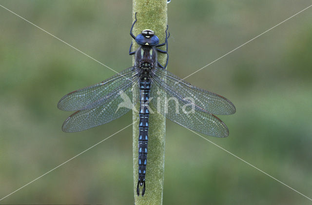 Glassnijder (Brachytron pratense)