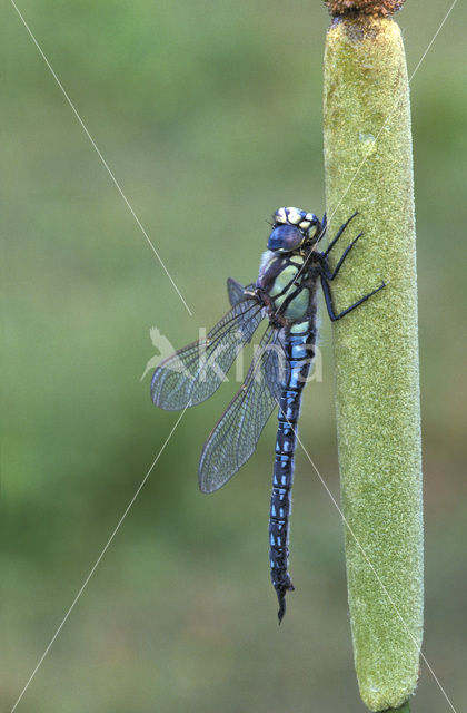 Glassnijder (Brachytron pratense)