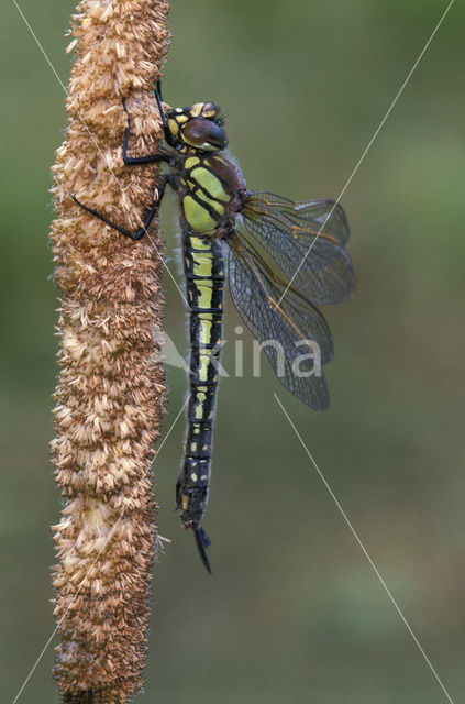 Glassnijder (Brachytron pratense)