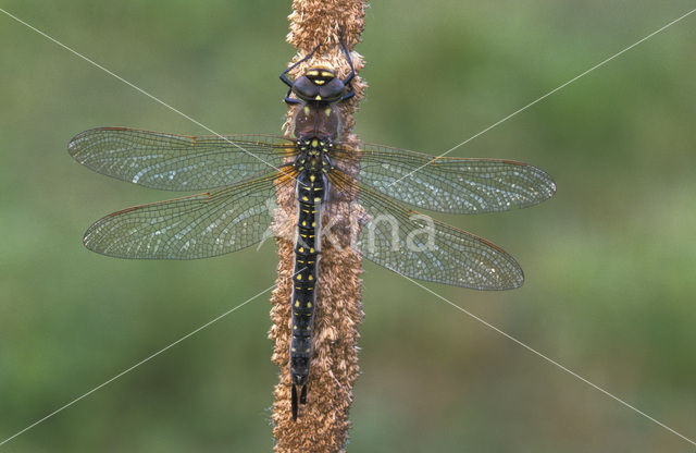 Glassnijder (Brachytron pratense)