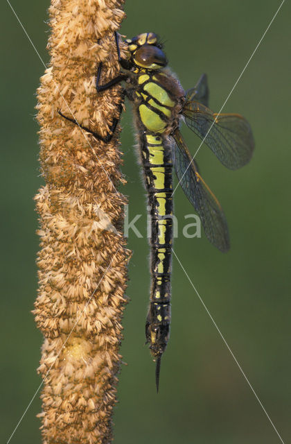 Glassnijder (Brachytron pratense)