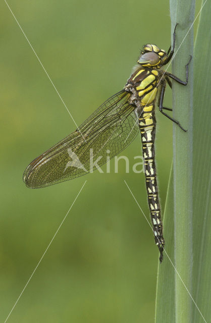 Glassnijder (Brachytron pratense)