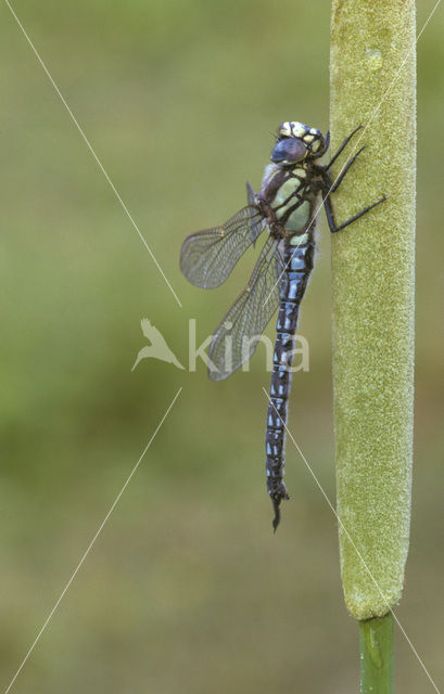 Glassnijder (Brachytron pratense)