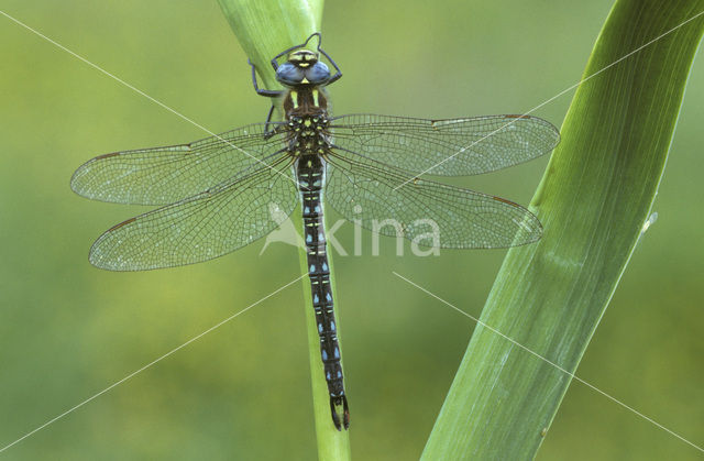 Glassnijder (Brachytron pratense)