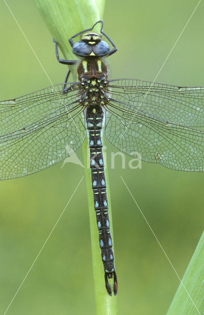 Glassnijder (Brachytron pratense)