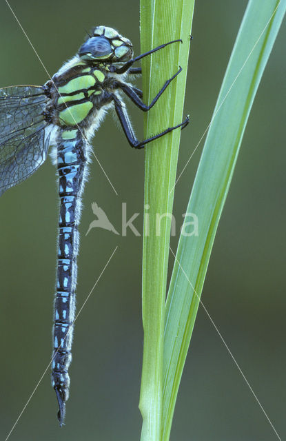 Glassnijder (Brachytron pratense)