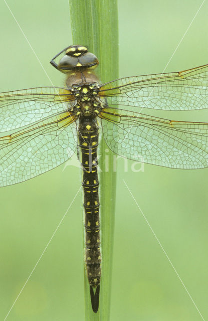 Glassnijder (Brachytron pratense)