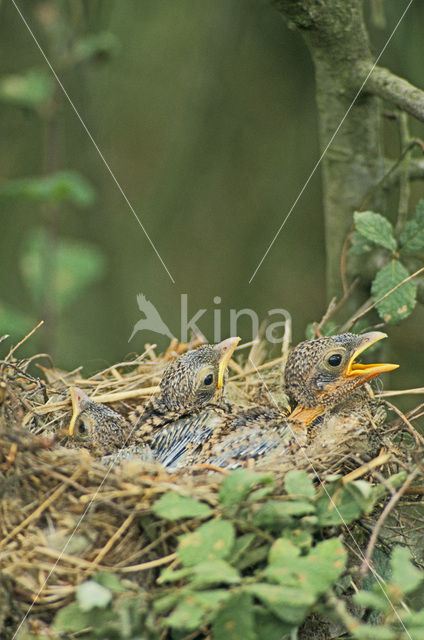 Grauwe Klauwier (Lanius collurio)