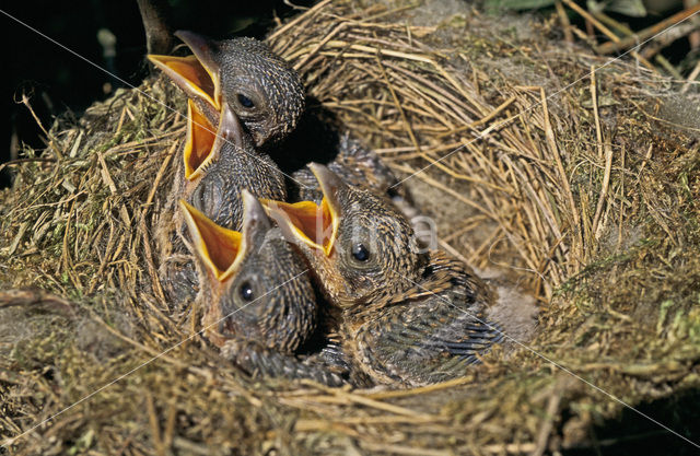 Grauwe Klauwier (Lanius collurio)