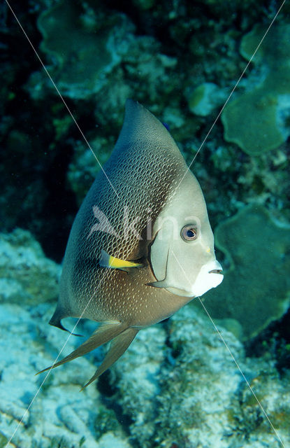 Grijze keizervis (Pomacanthus arcuatus)