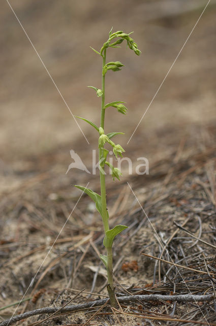 Groene wespenorchis (Epipactis phyllanthes)