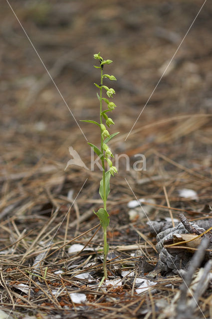 Groene wespenorchis (Epipactis phyllanthes)