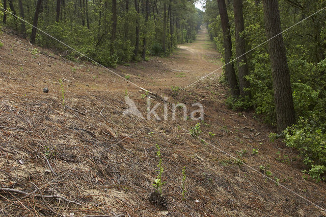 Groene wespenorchis (Epipactis phyllanthes)