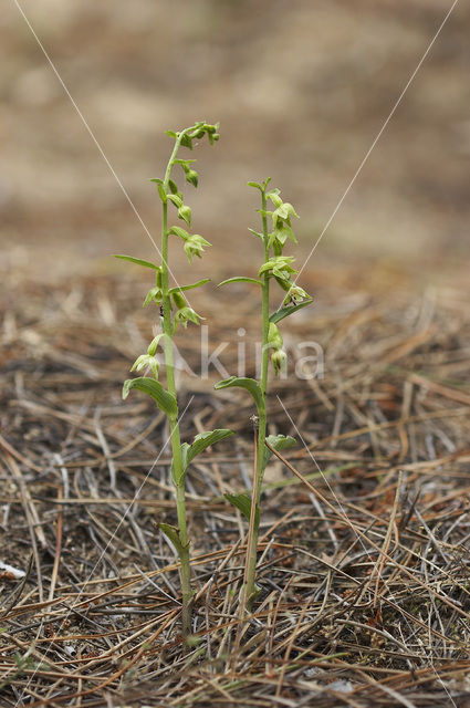 Green-Flowered Heleborine (Epipactis phyllanthes)