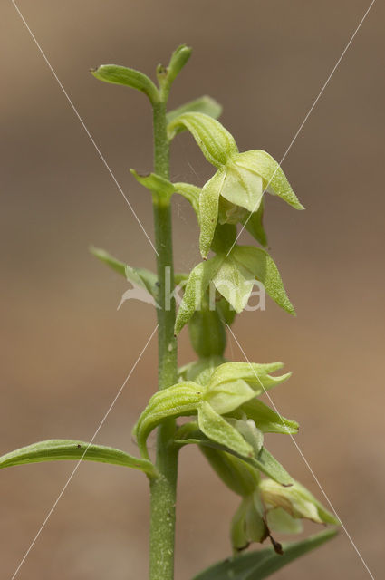 Groene wespenorchis (Epipactis phyllanthes)