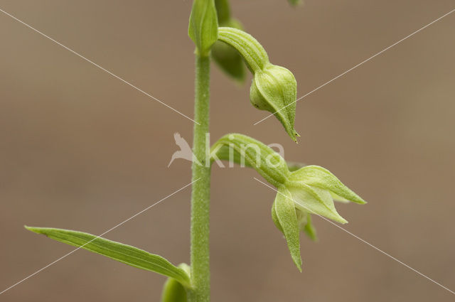 Groene wespenorchis (Epipactis phyllanthes)