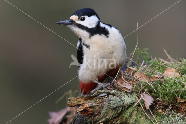 Grote Bonte Specht (Dendrocopos major)