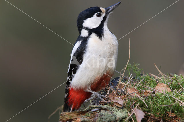 Grote Bonte Specht (Dendrocopos major)