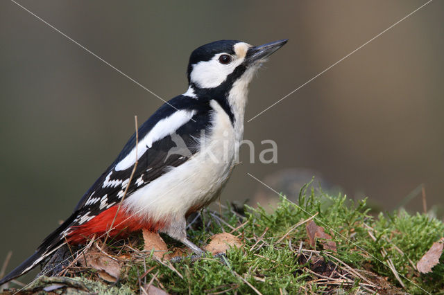 Grote Bonte Specht (Dendrocopos major)