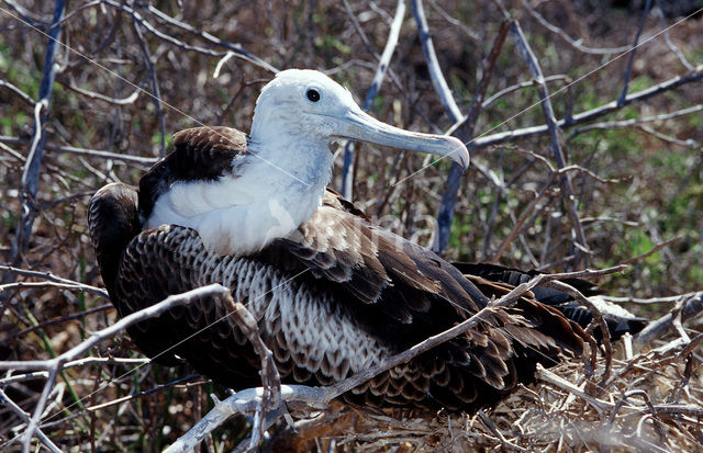 Grote Fregatvogel (Fregata minor)