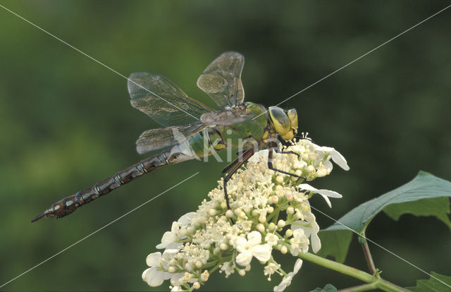 Grote keizerlibel (Anax imperator)