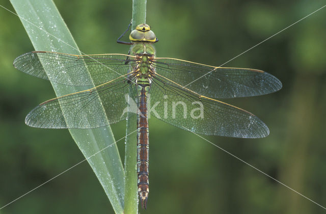 Grote keizerlibel (Anax imperator)