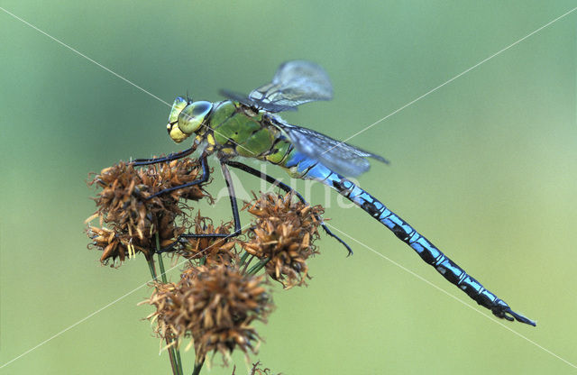 Grote keizerlibel (Anax imperator)