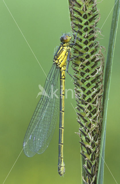 Grote roodoogjuffer (Erythromma najas)