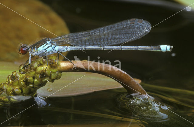 Grote roodoogjuffer (Erythromma najas)