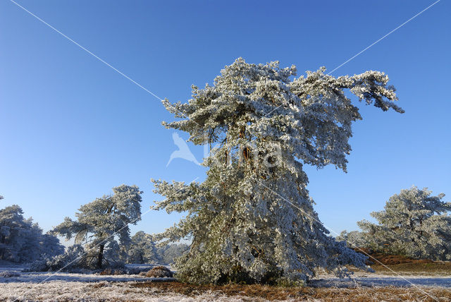 Grove den (Pinus sylvestris)