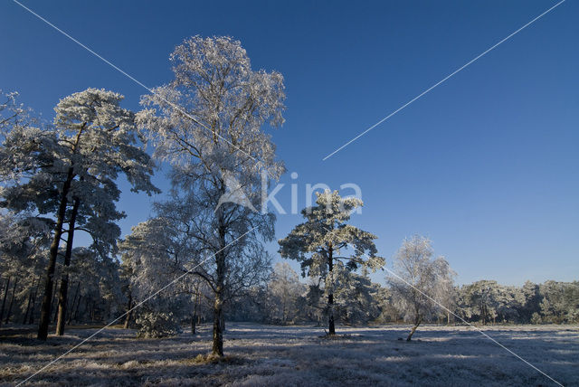 Grove den (Pinus sylvestris)