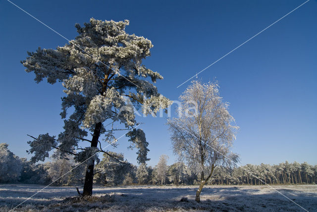 Grove den (Pinus sylvestris)