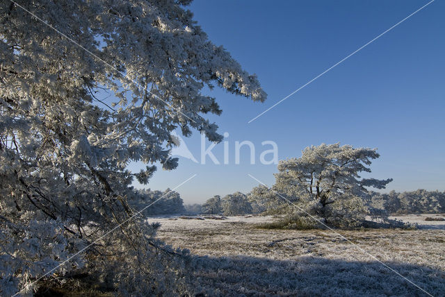 Grove den (Pinus sylvestris)