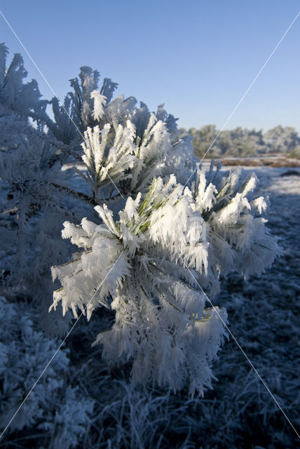 Grove den (Pinus sylvestris)